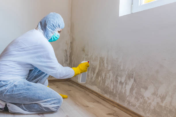 Licensed Mold Remediation service in Fayetteville, PA - WQB Mold Removal